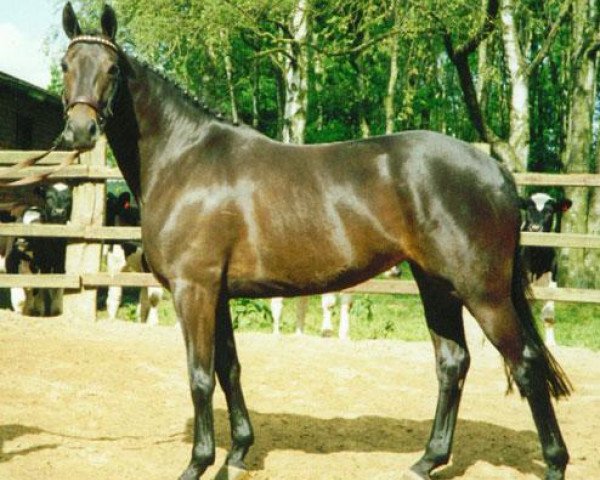 broodmare Instanze (Trakehner, 1986, from Consul)