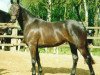 broodmare Instanze (Trakehner, 1986, from Consul)