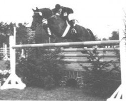 broodmare Iokonda (Trakehner, 1969, from Anteil)