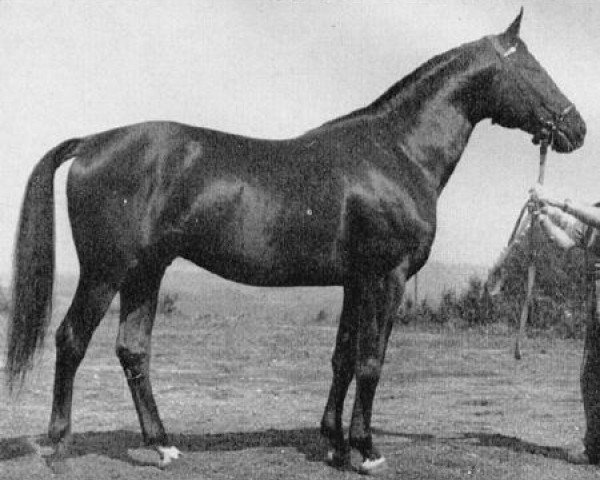 stallion Georgenhorst (Trakehner, 1959, from Hansakapitän)