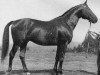 stallion Georgenhorst (Trakehner, 1959, from Hansakapitän)