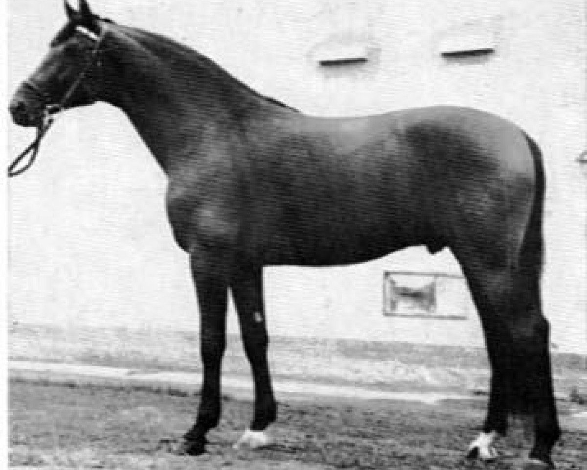 Deckhengst Ideal (Trakehner, 1963, von Anteil)