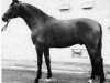 stallion Ideal (Trakehner, 1963, from Anteil)