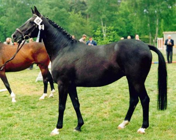 broodmare Innung (Trakehner, 1975, from Amagun)