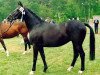 broodmare Innung (Trakehner, 1975, from Amagun)