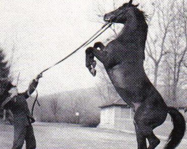 stallion Stern xx (Thoroughbred, 1949, from Berggeist xx)