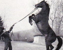 stallion Stern xx (Thoroughbred, 1949, from Berggeist xx)