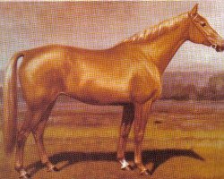 broodmare Insterwiese (Trakehner, 1962, from Steinpilz xx)