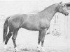 stallion Ostwind (Trakehner, 1964, from Pelion)