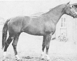 stallion Ostwind (Trakehner, 1964, from Pelion)