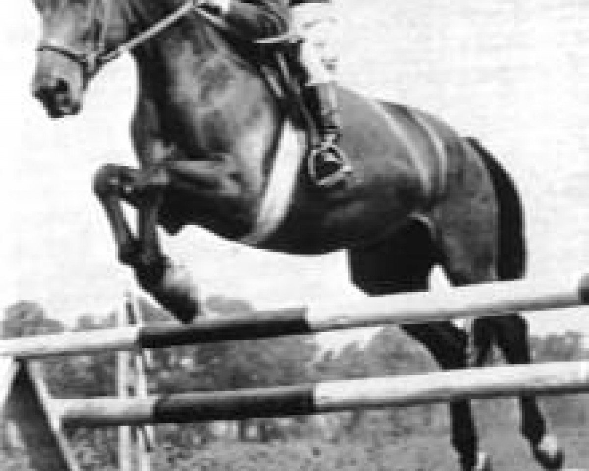 broodmare Irene (Trakehner, 1953, from Humboldt)