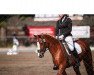 dressage horse Canada (German Riding Pony, 1998, from Candino I)