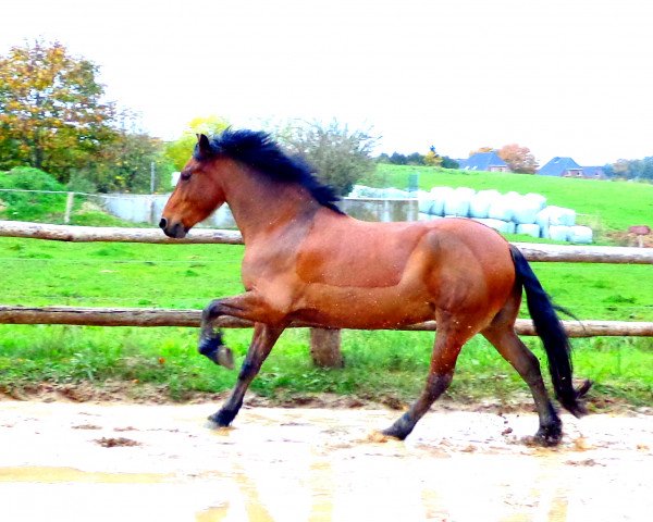 jumper Aragon (Friesian-Mix, 2008)