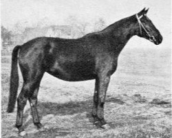 horse Inga (Trakehner, 1950, from Hansakapitän)