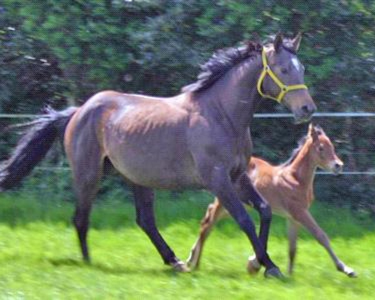 broodmare Tiffany XI (Trakehner, 1992, from Timber)