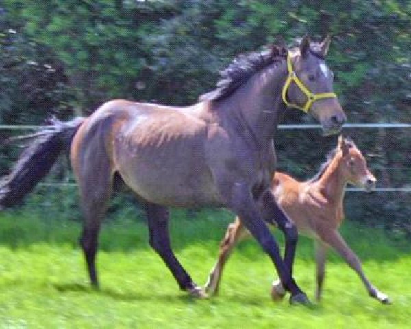 broodmare Tiffany XI (Trakehner, 1992, from Timber)