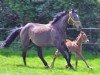 broodmare Tiffany XI (Trakehner, 1992, from Timber)