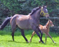 Zuchtstute Tiffany XI (Trakehner, 1992, von Timber)