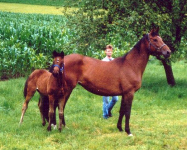 broodmare Tiffany W (Hanoverian, 1992)