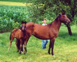 Zuchtstute Tiffany W (Trakehner, 1992, von Timber)