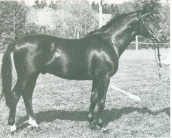 Deckhengst Tarino (Trakehner, 1976, von Elfenspuk)