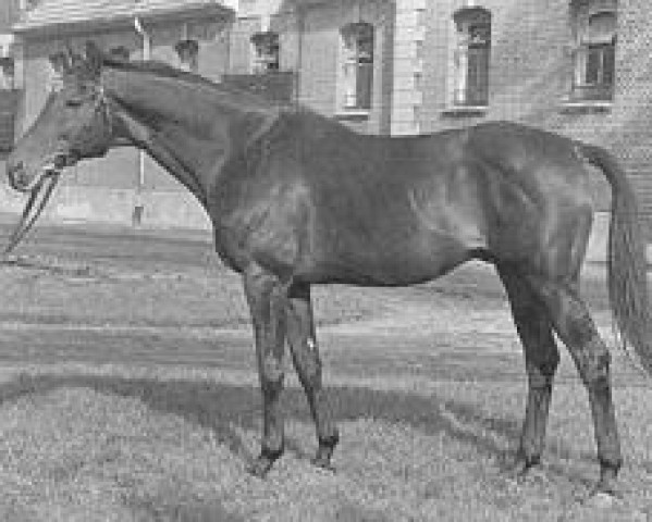 stallion Maigraf xx (Thoroughbred, 1948, from Gundomar xx)