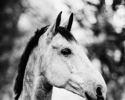 Pferd Corrados last warrior (Holsteiner, 2013, von Corrado I)