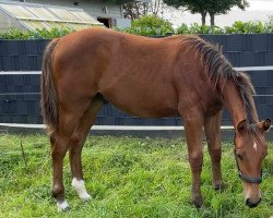 horse Baloukato TN (Oldenburg show jumper, 2021, from Baloubet du Rouet)