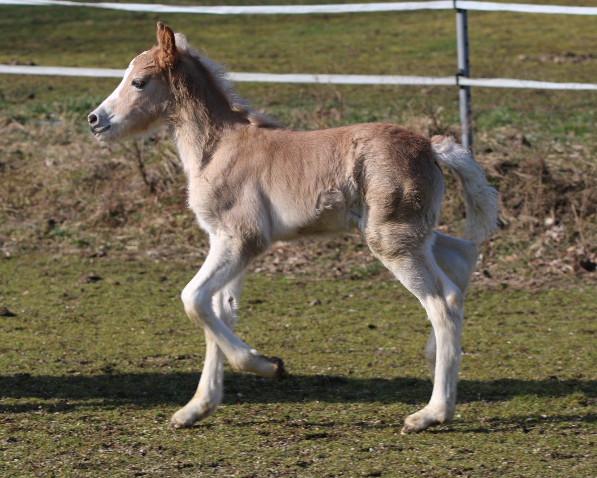 Pferd Famira (Haflinger, 2022, von liz. 280/T Wolfgang)