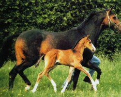 broodmare Shadee (Trakehner, 1990, from Kostolany)