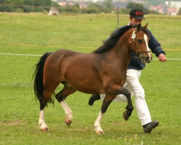 horse Birkenstein's Alex (Welsh mountain pony (SEK.A), 1998, from Birkenstein's Al Capone)