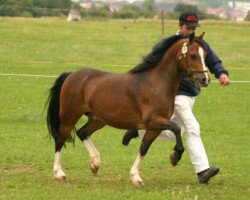 Pferd Birkenstein's Alex (Welsh Mountain Pony (Sek.A), 1998, von Birkenstein's Al Capone)