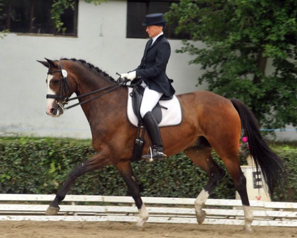 dressage horse Gentle Giant 14 (Trakehner, 2005, from Alter Fritz)