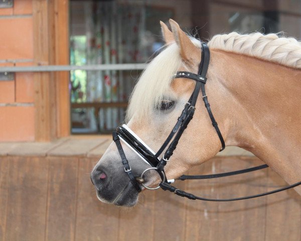 horse Resi von Hier (Haflinger, 2011, from Maxl B-N)