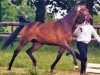 broodmare Tramontana M. (Trakehner, 1996, from Humanus)