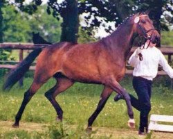 broodmare Tramontana M. (Trakehner, 1996, from Humanus)