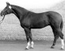 stallion Caanitz (Trakehner, 1981, from Aron)