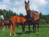 broodmare Traversale (Trakehner, 1987, from Caanitz)