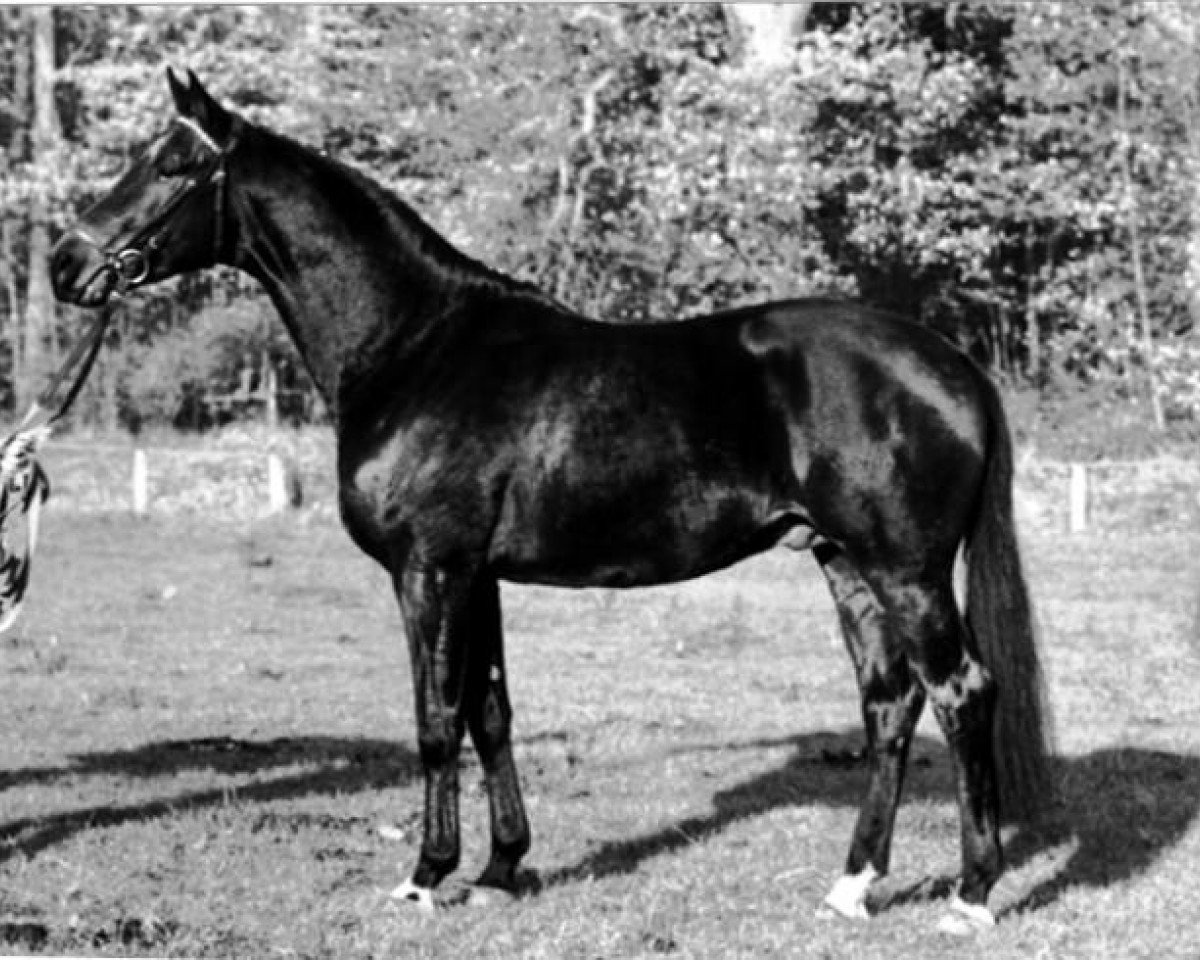 Deckhengst Holunder (Trakehner, 1981, von Polargeist)
