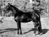 stallion Holunder (Trakehner, 1981, from Polargeist)