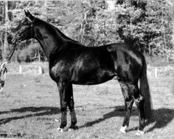 stallion Holunder (Trakehner, 1981, from Polargeist)