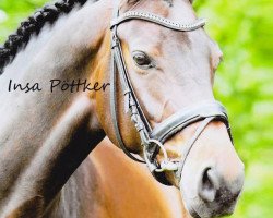 jumper Anytime Princess (Oldenburg show jumper, 2006, from Abke 4)