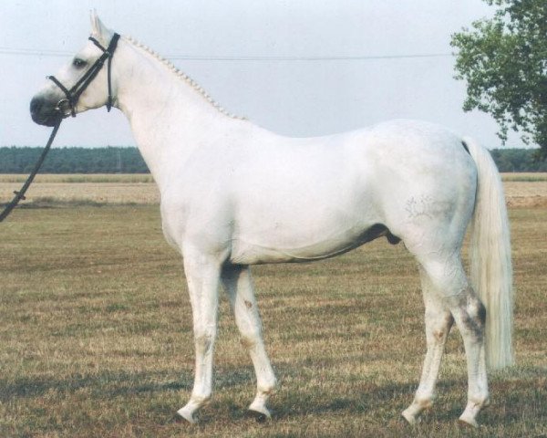 stallion Octavio (Trakehner, 1991, from Amiego)