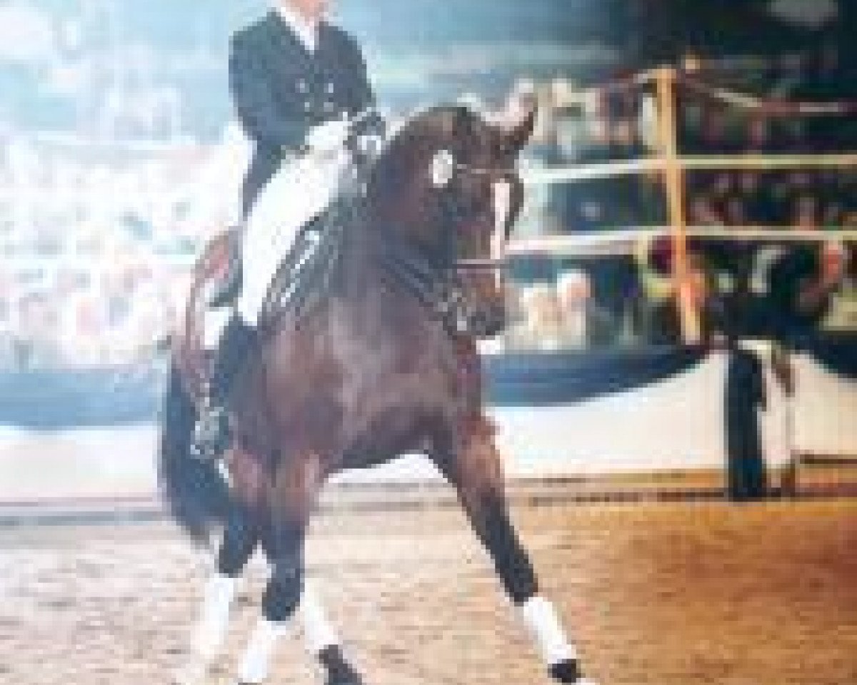 stallion Napoleon Quatre (Trakehner, 1986, from Arogno)