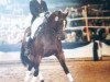 stallion Napoleon Quatre (Trakehner, 1986, from Arogno)