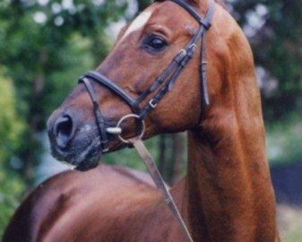 horse Preussenprinz (Trakehner, 1987, from Majoran)