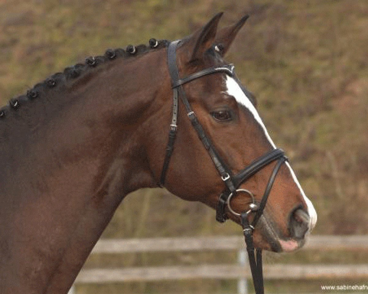 Deckhengst Tivano (Trakehner, 1984, von Tuemmler)