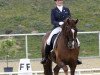 dressage horse Don Androsso (Württemberger, 1999, from Donnerschlag)