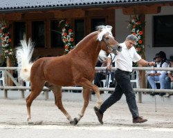 stallion Anton Re (Haflinger,  , from 1509 Archimedes)