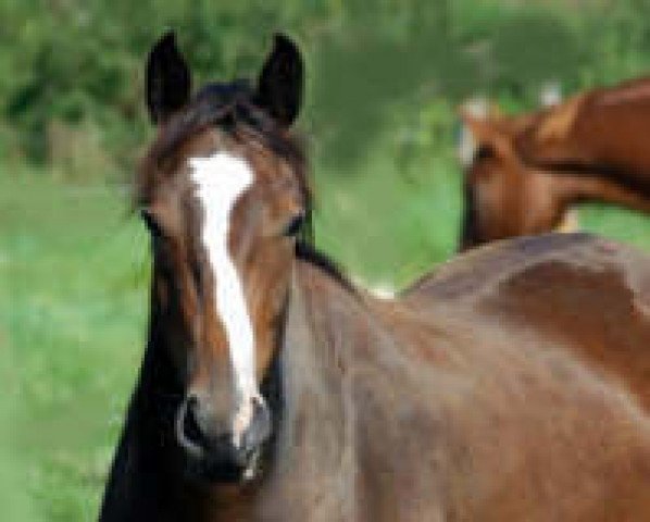 horse Grace (Trakehner, 2003, from Alter Fritz)